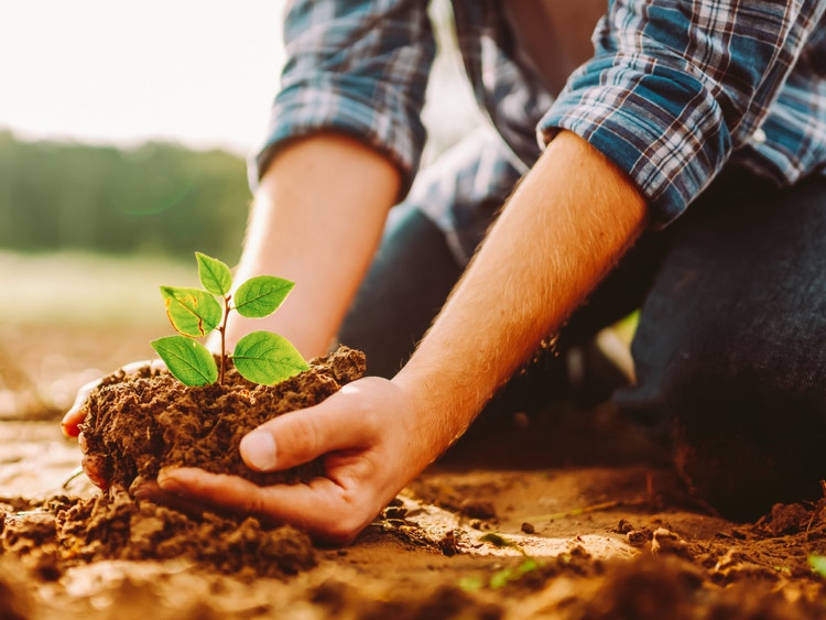 Mani di una persona che tengono della terra con una piccola pianta verde da piantare nel terreno, controluce.