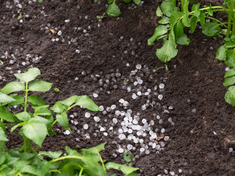 Campo agricolo con colture colpite da grandine.