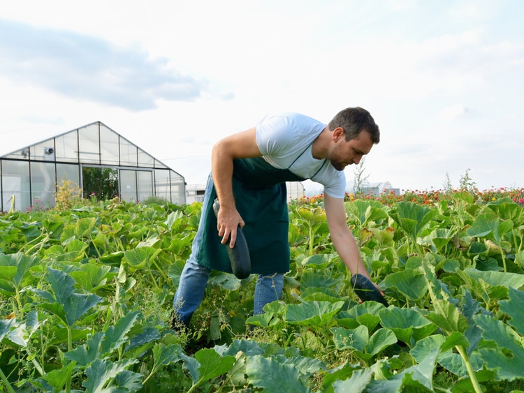 Uomo in grembiule raccoglie zucchine in un campo coltivato davanti a una serra, sotto un cielo parzialmente nuvoloso.