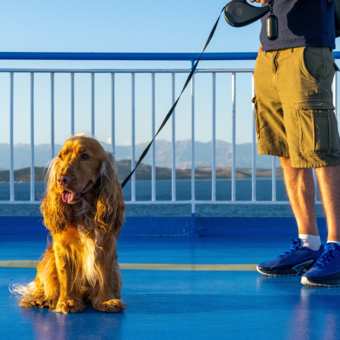 Microchip per portare il cane in Grecia