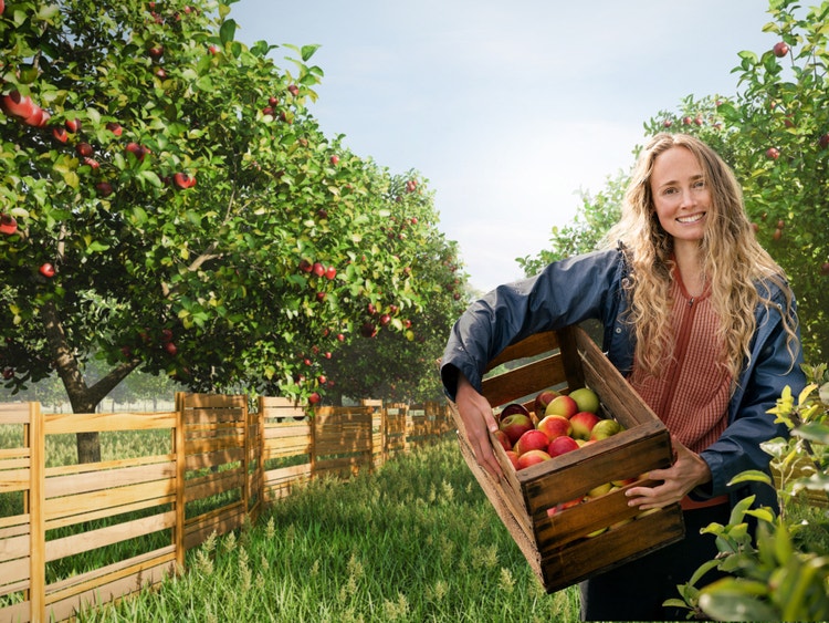 Agricoltrice sorridente regge una cassetta di mele rosse appena raccolte in un frutteto.