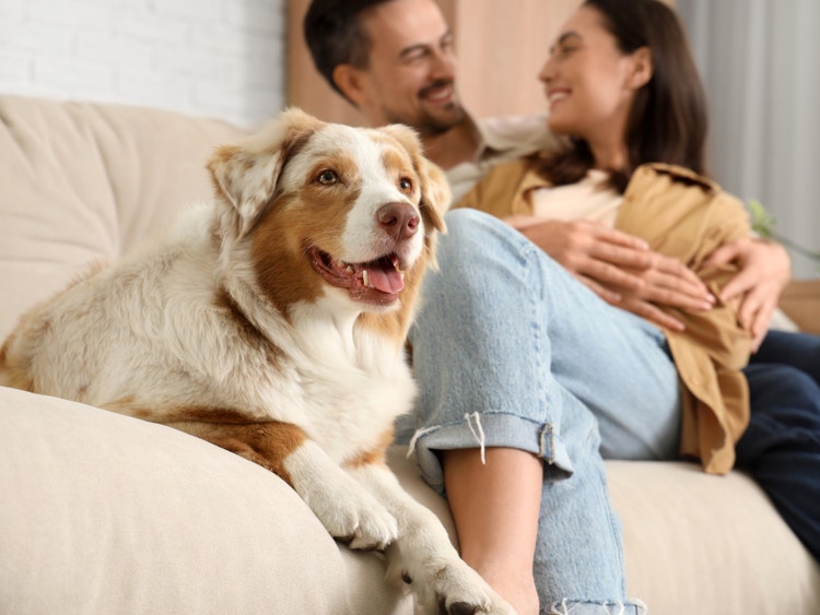 Cane disteso su un divano insieme a una coppia che si rilassa in casa.