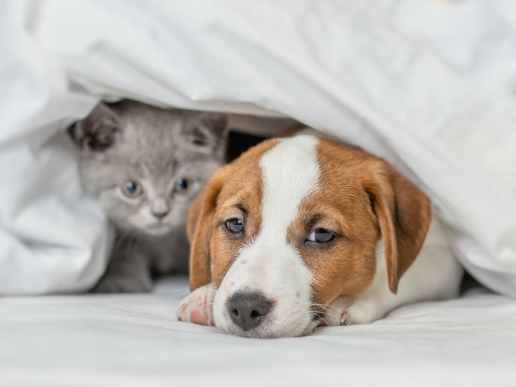 Un cucciolo di cane bianco e marrone e un gattino grigio spuntano da sotto le coperte bianche.