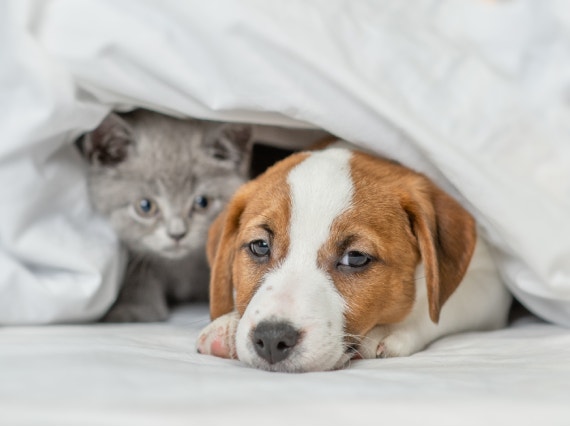 Un cucciolo di cane bianco e marrone e un gattino grigio spuntano da sotto le coperte bianche.