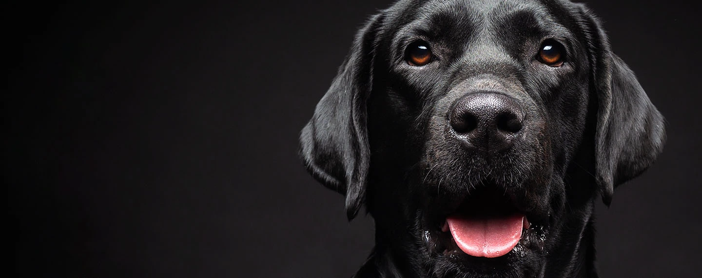Polizza UnipolSai Cane&Gatto